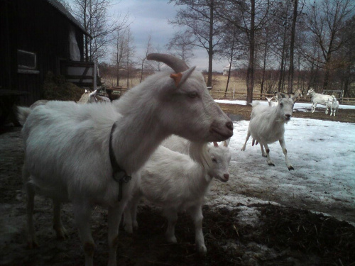 śnieżynka w locie