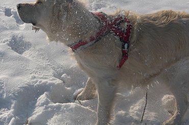 zabawy na śniegu #zwierzęta #psy #pies #GoldenRetriver