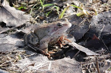 #lublin #ślimak #magooka #żaba #zwierzęta #samsung