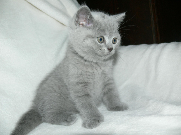 Abygail 27.04.2013 #brytyjski #kot #kotek #niebieski #rasowy