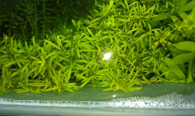 Rotala