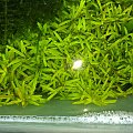 Rotala