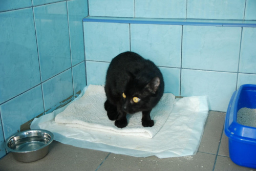 Black male after accident, for adoption