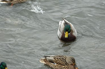 #natura #przyroda #zwierzęta #ptaki #kaczki #rzeka