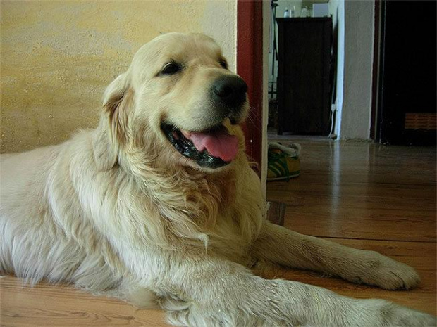 Bono #Bonito #Bono #GoldenRetriever