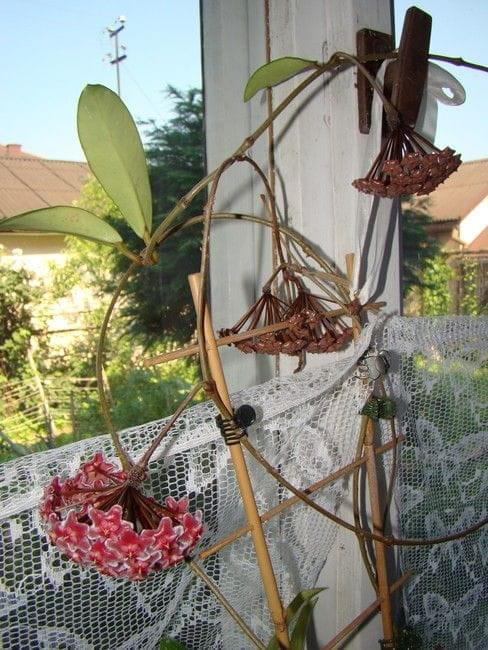 Hoya pubicalyx 'Silver Pink'