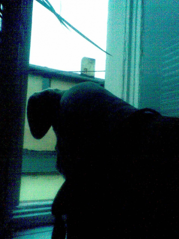 wyglądamy za okno #pies