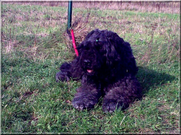 Bouvier des flandres, Krakers