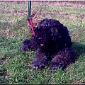 Bouvier des flandres, Krakers