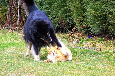 Zabawa #Pusia #Warszawa #Rochowczyk #Franciszek #Wawer #zwierzęta