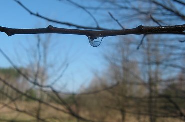 #kropelka #kropla #woda #gałązka