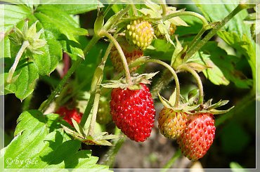 #działka #lato #ogród #owoce