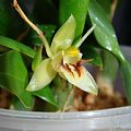 Coelogyne fimbriata