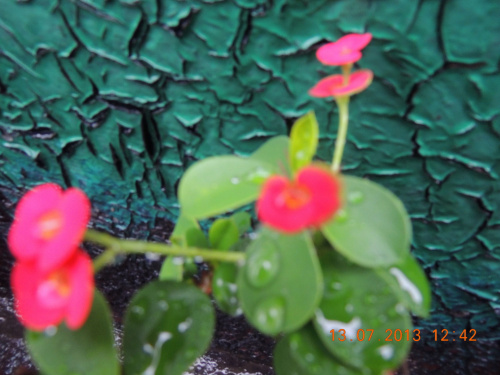 kwiaty skąpone w deszczu