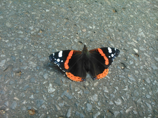 Rusałka admirał (Vanessa atalanta) #zwierzęta