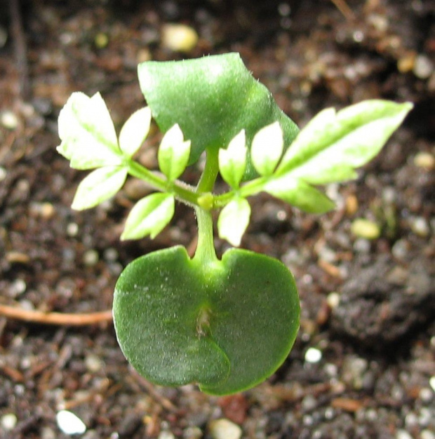 DRZEWO RÓŹANE
(Jacaranda mimosifolia)