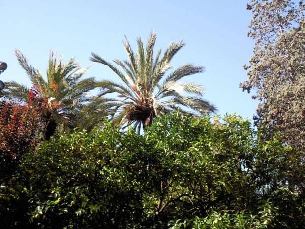 Jedna z pięknych palm w Hiszpańskiej Barcelonie #Drzewo #palma #Hiszpania #Barcelona