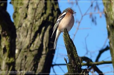 Nadęty pan Zięba zbiera się do podrywu. Zięba zwyczajna (Fringilla coelebs). #ptak #zięba #ZiębaZwyczajna #FringillaCoelebs