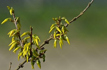 #wiosna #rośliny #kwiaty #krzew