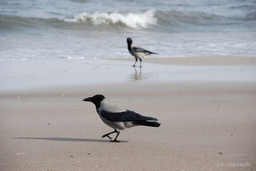 spacer po plaży... #ptaki