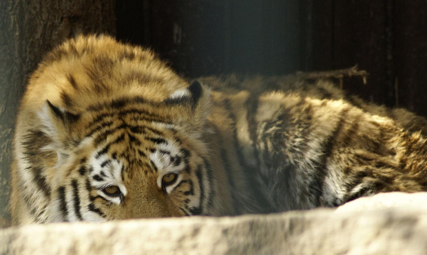 #zoo #kotek #tygrys #natura #piękno #przyroda #zwierzę #Ostrava #CzeskieZoo #wycieczka