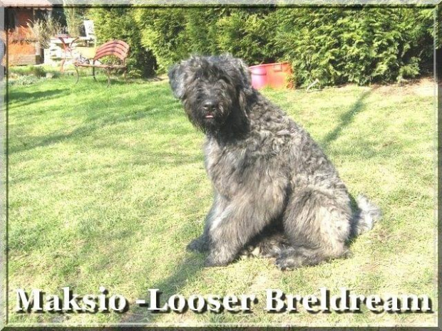 Bouvier des Flandres Breldream #BouvierDesFlandres #breldream #LooserBreldream #LadybirdBreldream #LavinaBreldream