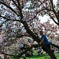 Kacperek pnie się do góry! #Kwiaty #Wiosna #magnolia #rośliny #drzewka