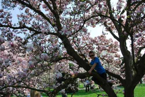 Kacperek pnie się do góry! #Kwiaty #Wiosna #magnolia #rośliny #drzewka