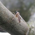 http://pzk.rozkosz.com #pzk #komar #drzewo #makro